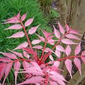 Toona sinensis 'Flamingo'